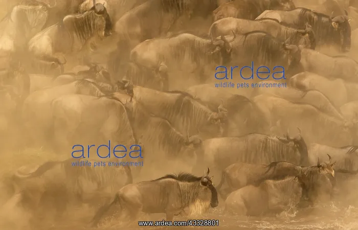 : Blue Wildebeest : Blue Wildebeest