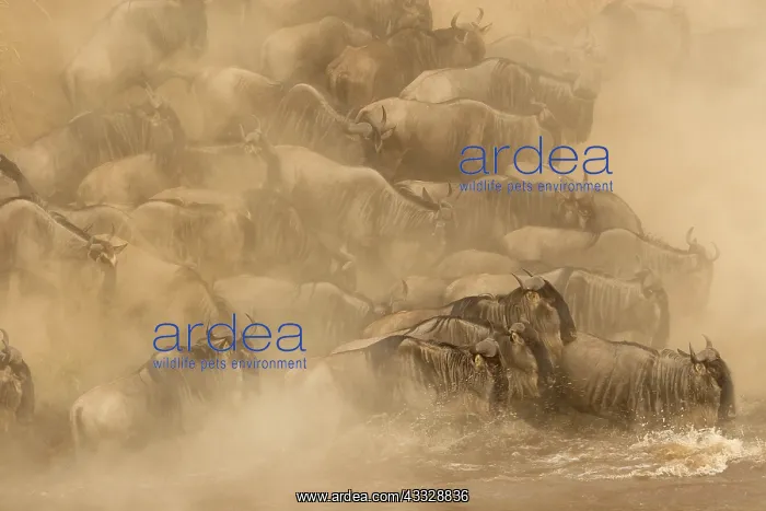 : Blue Wildebeest : Blue Wildebeest