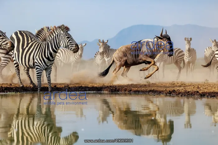  : blue wildebeest