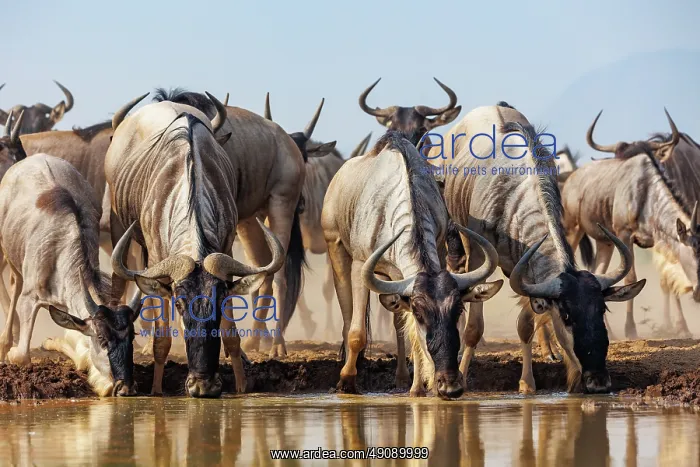 : blue wildebeest : blue wildebeest
