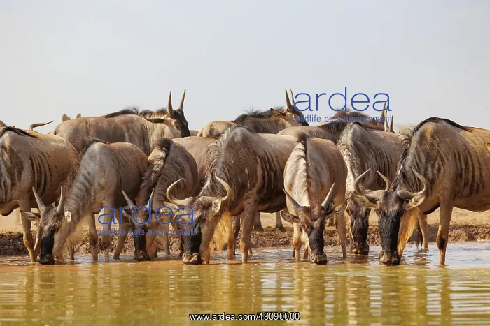  : blue wildebeest