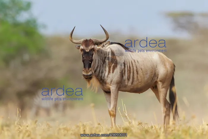 : blue wildebeest : blue wildebeest