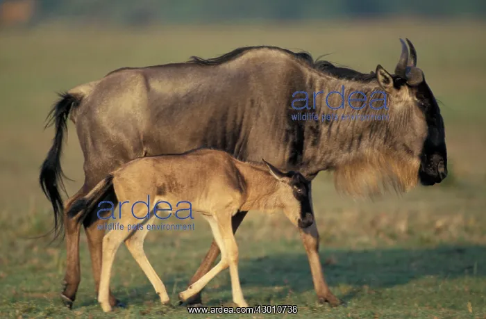 : Blue Wildebeest adult and young : Blue Wildebeest adult and young