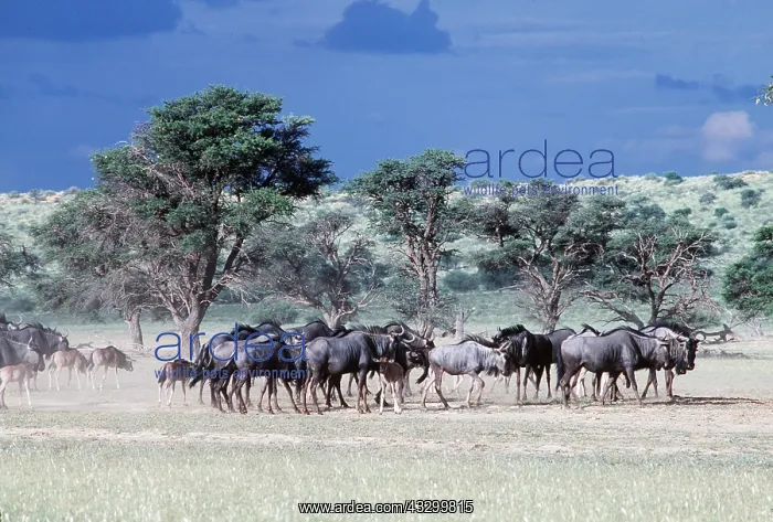  : Blue WILDEBEEST  /  Brindled Gnu