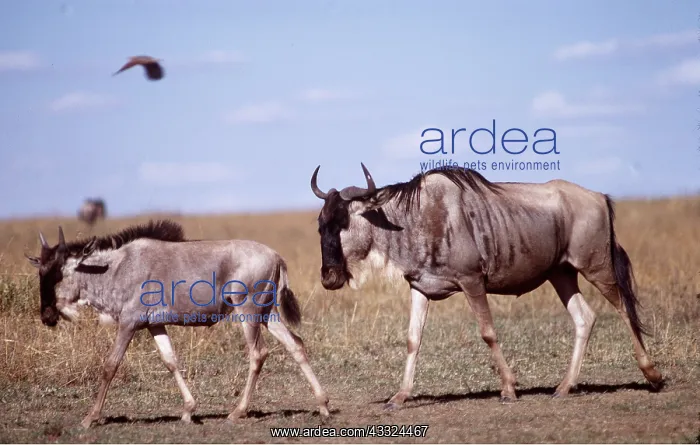 : Blue WILDEBEEST / Brindled Gnu - adult with young : Blue WILDEBEEST / Brindled Gnu - adult with young
