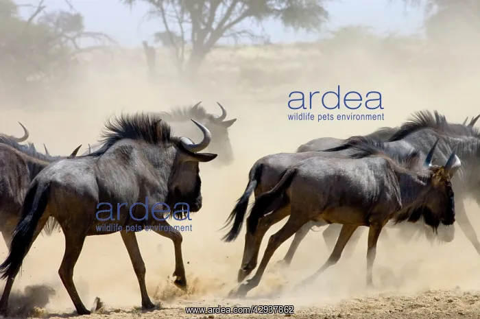 : Blue Wildebeest / Brindled Gnu / Common Wildebeest : Blue Wildebeest / Brindled Gnu / Common Wildebeest
