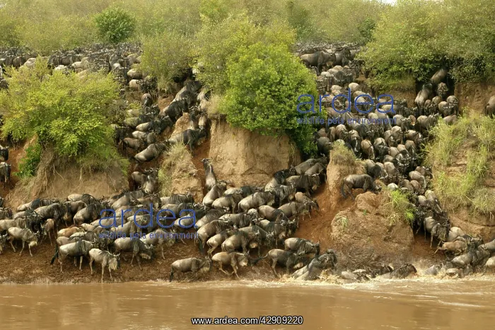 : Blue Wildebeest / Brindled Gnu - Crossing river : Blue Wildebeest / Brindled Gnu - Crossing river