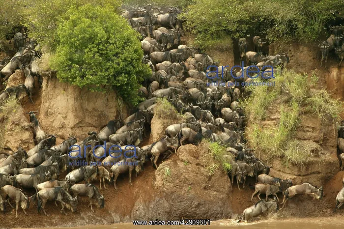 : Blue Wildebeest / Brindled Gnu - Crossing river : Blue Wildebeest / Brindled Gnu - Crossing river