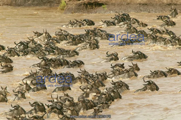 : Blue Wildebeest / Brindled Gnu - Crossing river : Blue Wildebeest / Brindled Gnu - Crossing river