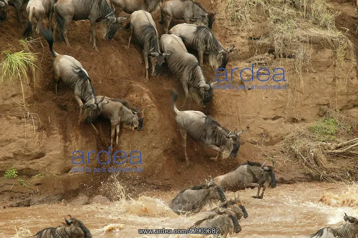 : Blue Wildebeest / Brindled Gnu - Crossing river : Blue Wildebeest / Brindled Gnu - Crossing river