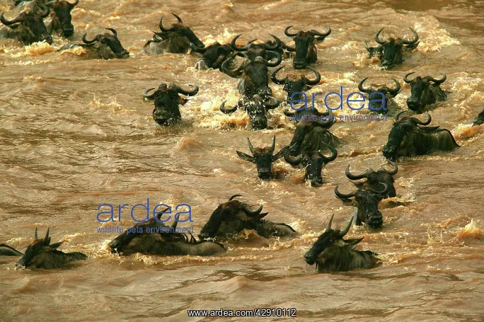 : Blue Wildebeest / Brindled Gnu - Crossing river : Blue Wildebeest / Brindled Gnu - Crossing river