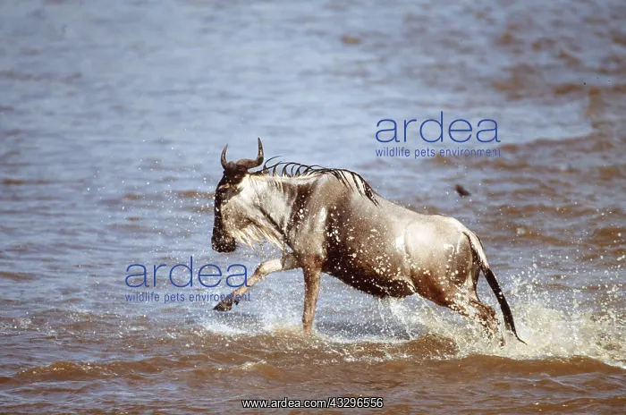  : Blue WILDEBEEST  /  Brindled Gnu - crossing river