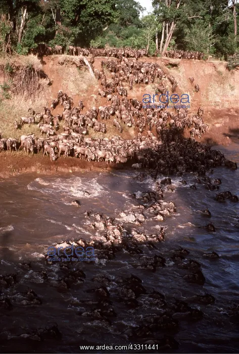 : Blue WILDEBEEST / Brindled Gnu - crossing river, migration : Blue WILDEBEEST / Brindled Gnu - crossing river, migration