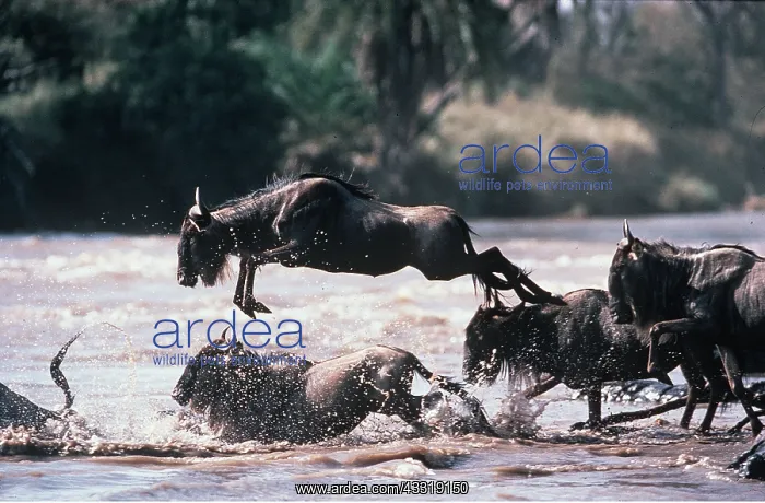 : Blue WILDEBEEST / Brindled Gnu - crossing river : Blue WILDEBEEST / Brindled Gnu - crossing river