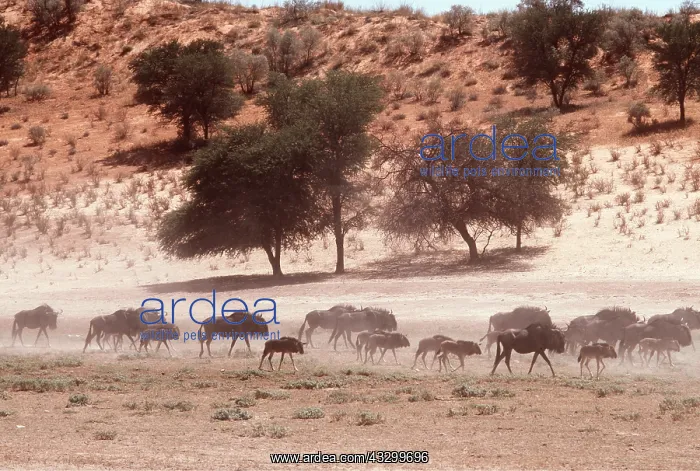: Blue WILDEBEEST / Brindled Gnu - in dry river bed : Blue WILDEBEEST / Brindled Gnu - in dry river bed