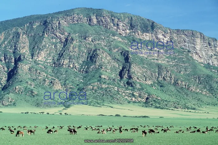 : Blue WILDEBEEST  /  Brindled Gnu - herd