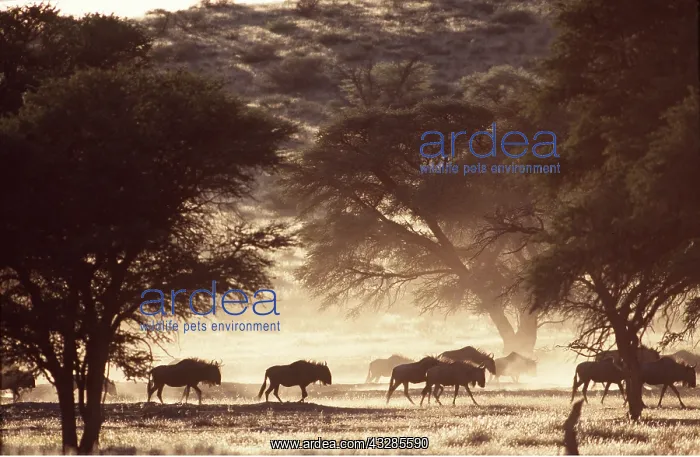 : Blue WILDEBEEST / Brindled Gnu - herd in dusty savannah : Blue WILDEBEEST / Brindled Gnu - herd in dusty savannah