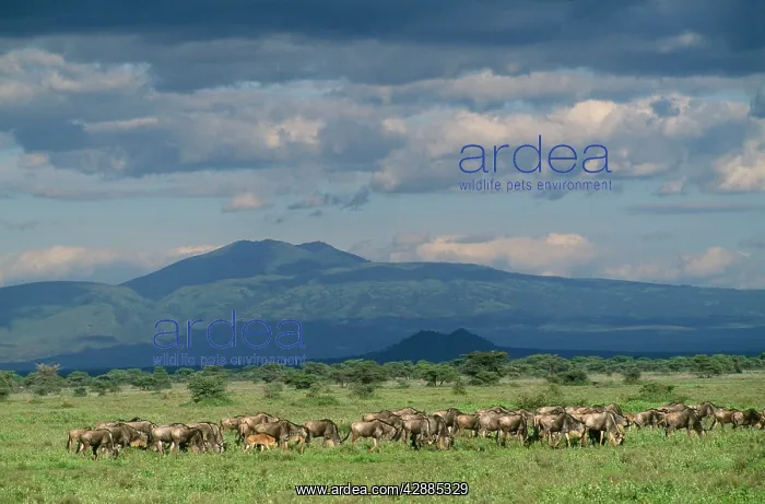  : Blue WILDEBEEST  /  Brindled Gnu - herds