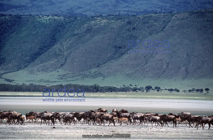  : Blue WILDEBEEST  /  Brindled Gnu - herds