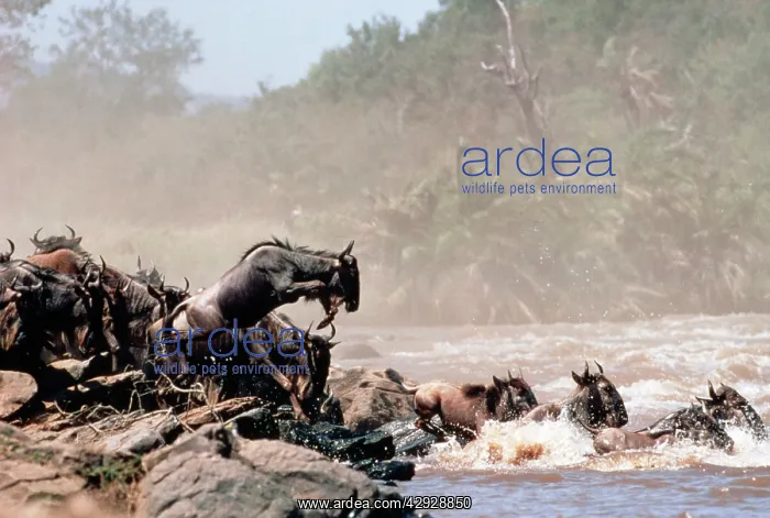 : Blue WILDEBEEST / Brindled Gnu - migrating : Blue WILDEBEEST / Brindled Gnu - migrating