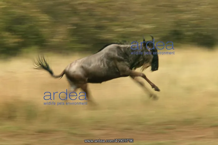 : Blue Wildebeest / Brindled Gnu - On migration : Blue Wildebeest / Brindled Gnu - On migration