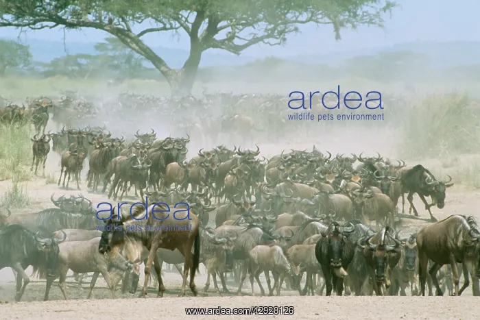 : Blue WILDEBEEST / Brindled Gnu Migration : Blue WILDEBEEST / Brindled Gnu Migration