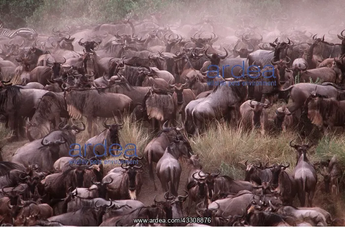  : Blue WILDEBEEST  /  Brindled Gnu - migration