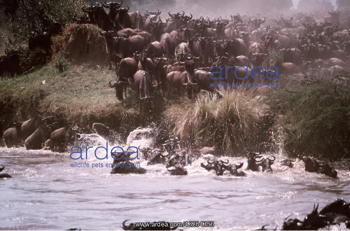 : Blue WILDEBEEST / Brindled Gnu - migration, across river : Blue WILDEBEEST / Brindled Gnu - migration, across river