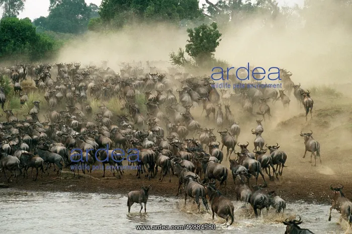  : Blue WILDEBEEST  /  Brindled Gnu - near river, migration