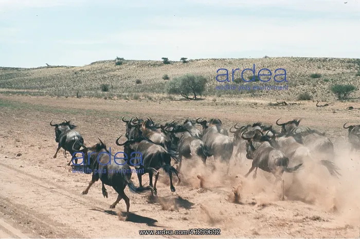 : Blue WILDEBEEST / Brindled Gnu - running in dry river bed : Blue WILDEBEEST / Brindled Gnu - running in dry river bed