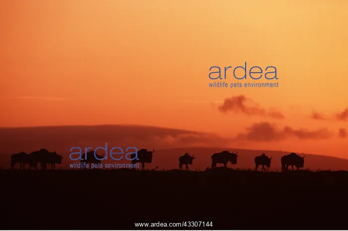 : Blue WILDEBEEST / Brindled Gnu - at sunset : Blue WILDEBEEST / Brindled Gnu - at sunset