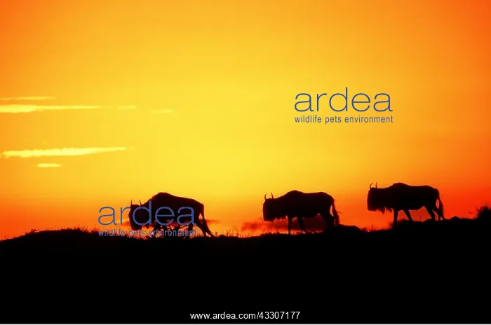 : Blue WILDEBEEST / Brindled Gnu - sunset silhouette : Blue WILDEBEEST / Brindled Gnu - sunset silhouette