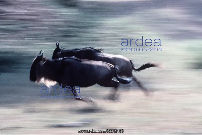 : Blue WILDEBEEST / Brindled Gnu - x two running : Blue WILDEBEEST / Brindled Gnu - x two running