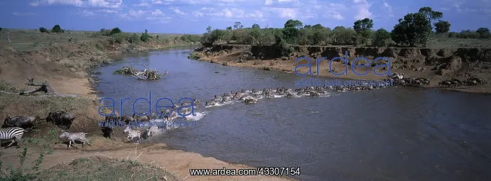 : Blue WILDEBEEST / Brindled Gnu and Zebra (Equus : Blue WILDEBEEST / Brindled Gnu and Zebra (Equus