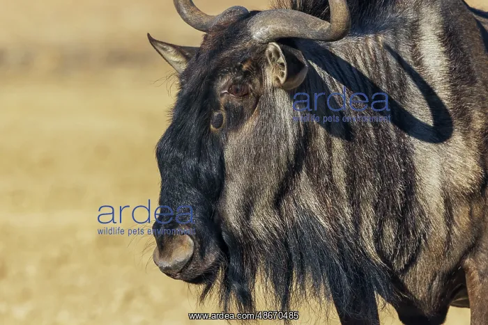: Blue wildebeest close-up portrait in the Kalahari Desert of : Blue wildebeest close-up portrait in the Kalahari Desert of
