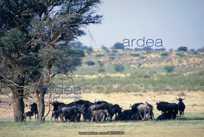 : Blue wildebeest / Common wildebeest / Brindled : Blue wildebeest / Common wildebeest / Brindled