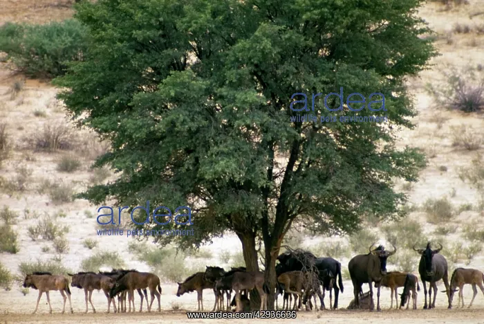 : Blue wildebeest / Common wildebeest / Brindled : Blue wildebeest / Common wildebeest / Brindled