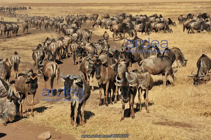 : Blue Wildebeest / Common Wildebeest / White-bearded : Blue Wildebeest / Common Wildebeest / White-bearded
