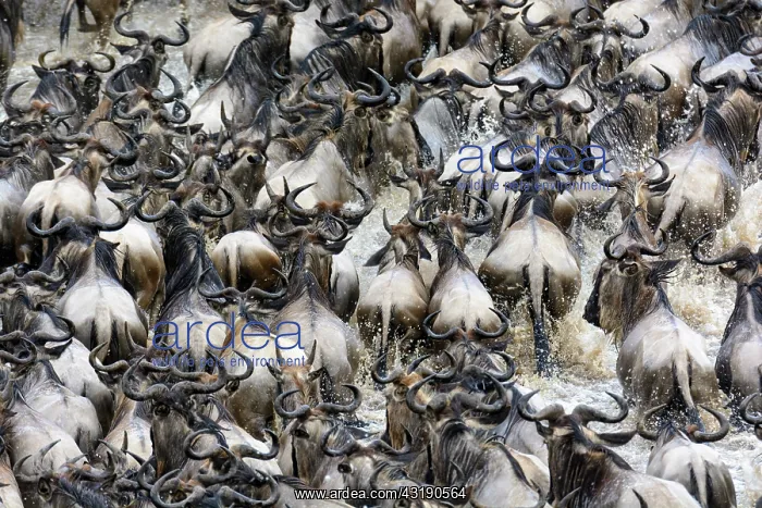 : Blue wildebeest or common wildebeest, white-bearded : Blue wildebeest or common wildebeest, white-bearded