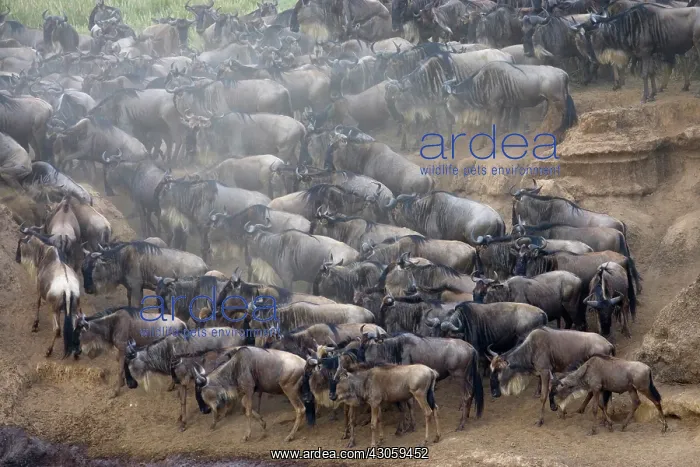 : Blue Wildebeest (Connochaetes taurinus) : Blue Wildebeest (Connochaetes taurinus)