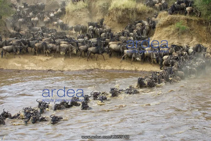 : Blue Wildebeest (Connochaetes taurinus) : Blue Wildebeest (Connochaetes taurinus)