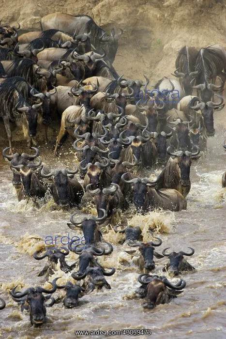 : Blue Wildebeest (Connochaetes taurinus) : Blue Wildebeest (Connochaetes taurinus)