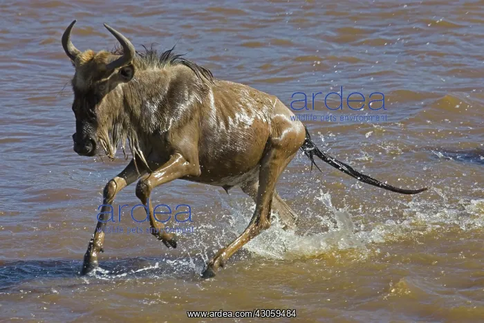 : Blue Wildebeest (Connochaetes taurinus) : Blue Wildebeest (Connochaetes taurinus)