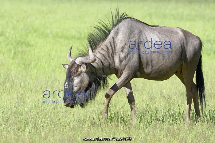 : Blue wildebeest (Connochaetes taurinus), adult female : Blue wildebeest (Connochaetes taurinus), adult female