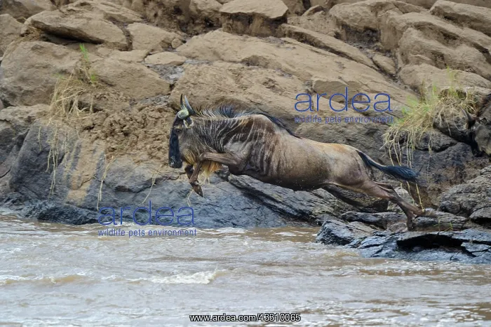 : Blue wildebeest (Connochaetes taurinus), white bearded : Blue wildebeest (Connochaetes taurinus), white bearded