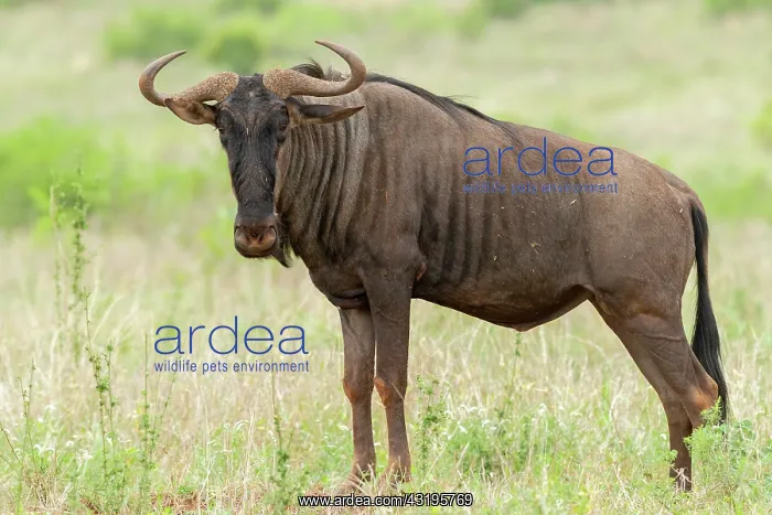  : Blue Wildebeest, (Connochaetes taurinus), adult