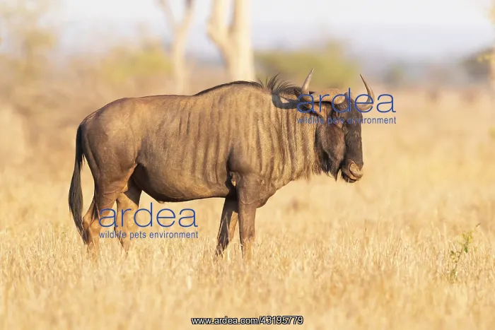: Blue Wildebeest, (Connochaetes taurinus), adult : Blue Wildebeest, (Connochaetes taurinus), adult