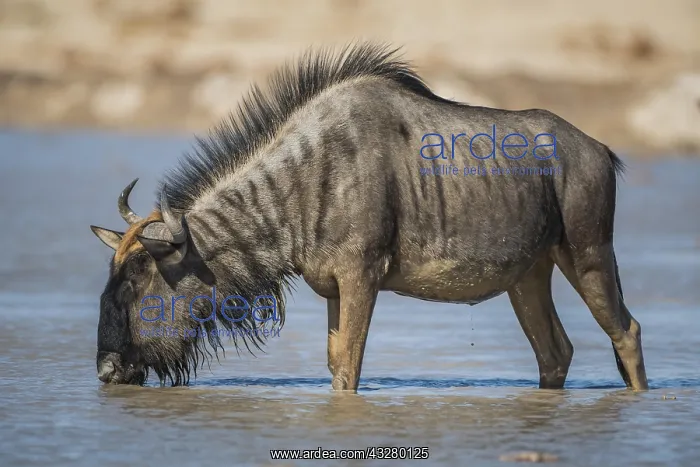 : Blue wildebeest (Connochaetes taurinus) drinking : Blue wildebeest (Connochaetes taurinus) drinking