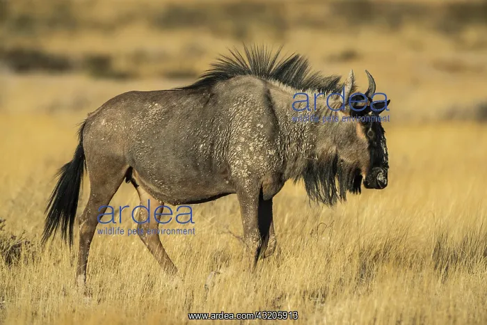 : Blue wildebeest (Connochaetes taurinus) in evening : Blue wildebeest (Connochaetes taurinus) in evening