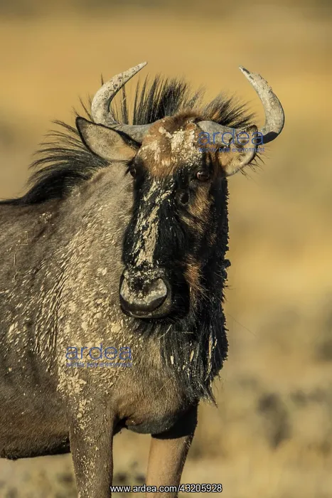 : Blue wildebeest (Connochaetes taurinus) in evening : Blue wildebeest (Connochaetes taurinus) in evening